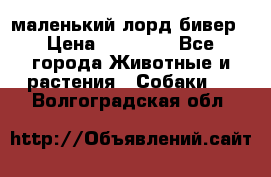 маленький лорд бивер › Цена ­ 10 000 - Все города Животные и растения » Собаки   . Волгоградская обл.